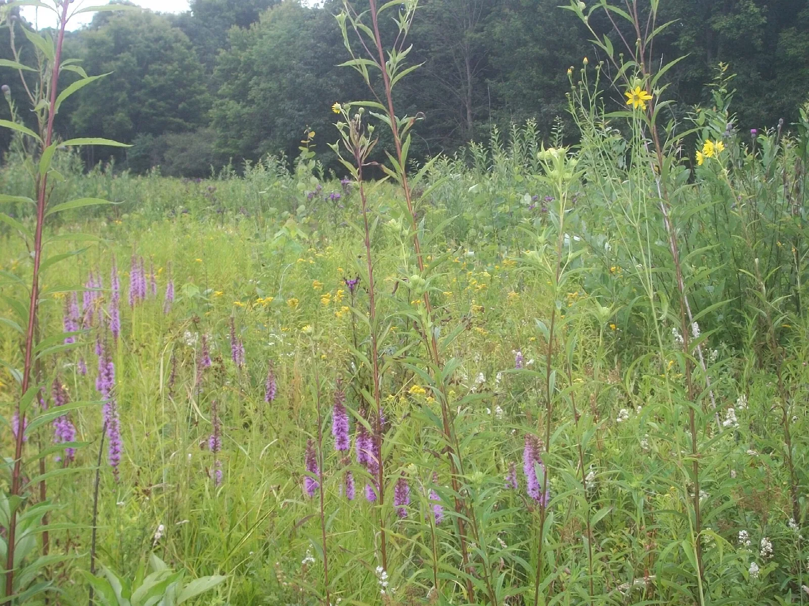Wild meadow of tall grasses with purple flower spikes in front of woods