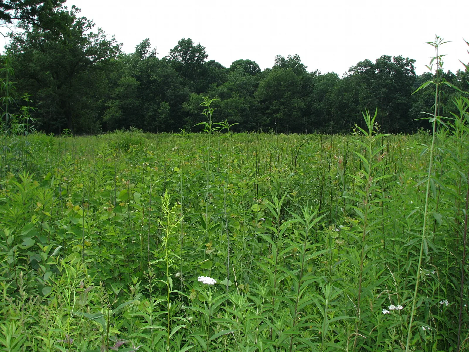 Tall green prairie grass with white flowers and a tree line behind