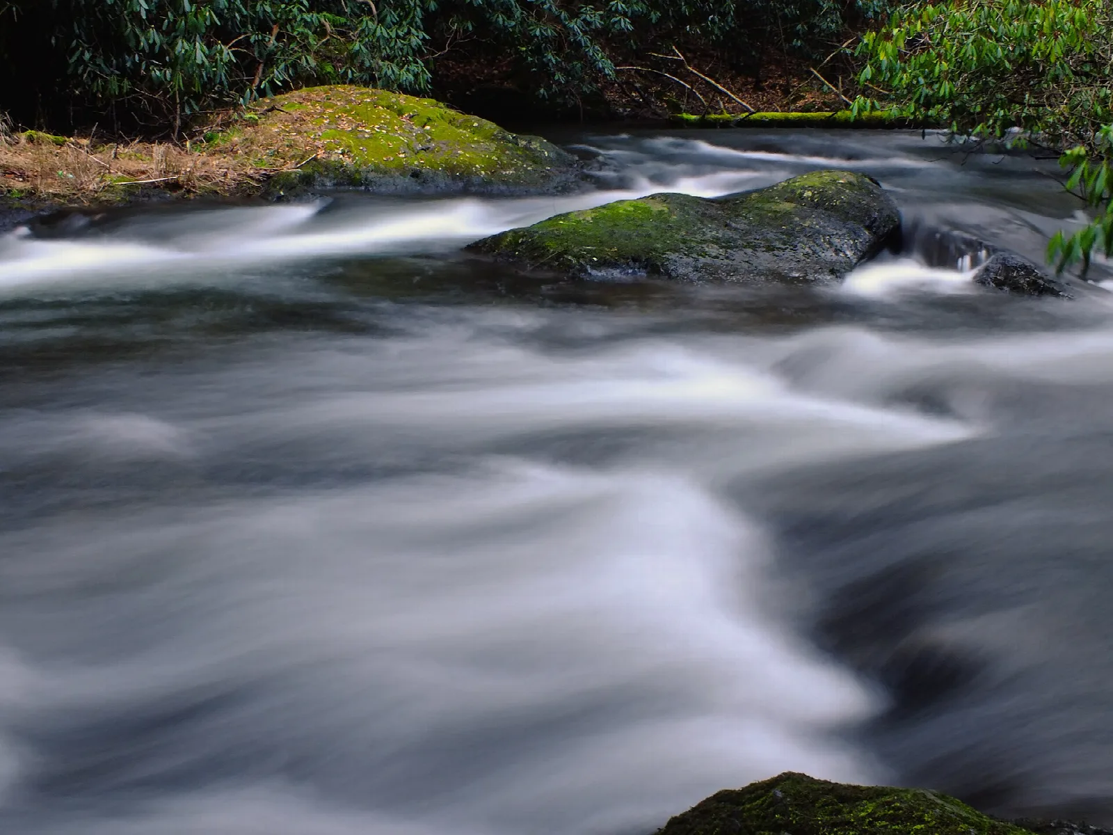 Smooth white water flowing over rocks beside moss and rhododendron