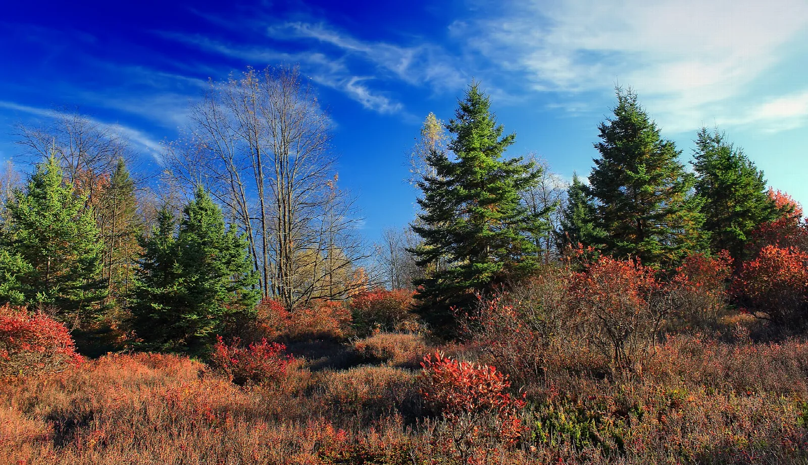 Spruce trees and red heath shrubs in a meadow under a blue sky