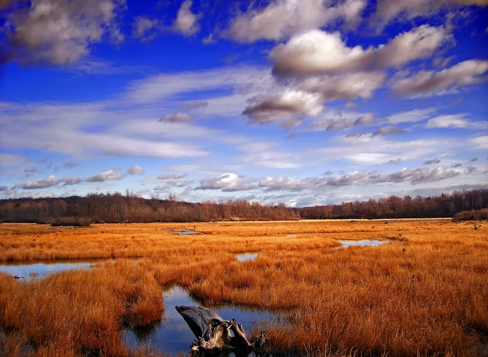 Orange marsh grass with a stump and dark forest edge under a bright sky