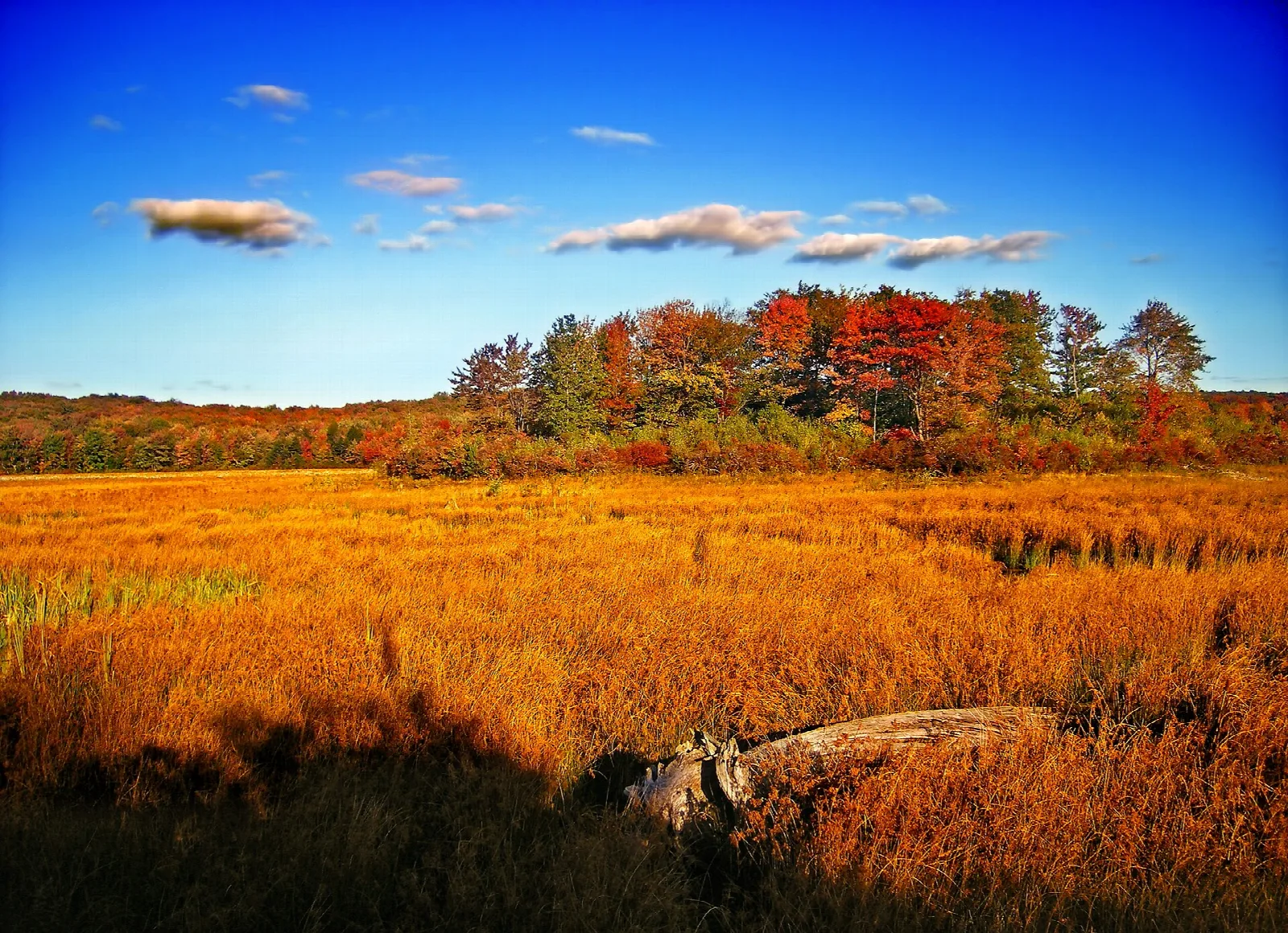 Golden marsh meadow under a blue sky with a tree line of red and green