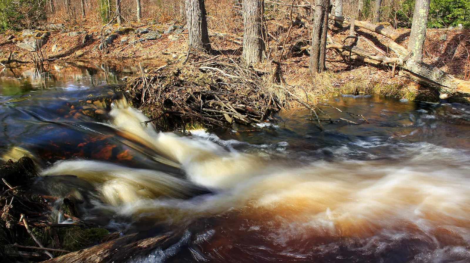 Tea-colored creek rushing over a small drop among woods