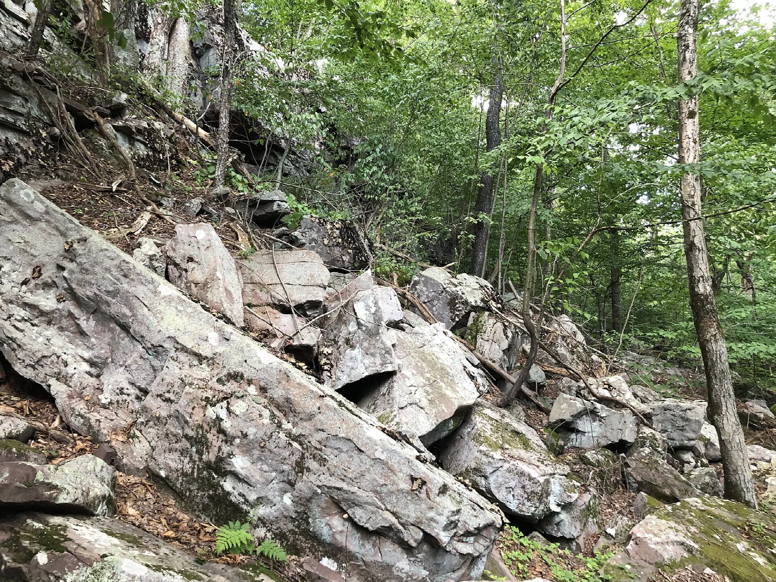 Tumbled gray rock slabs on a wooded slope