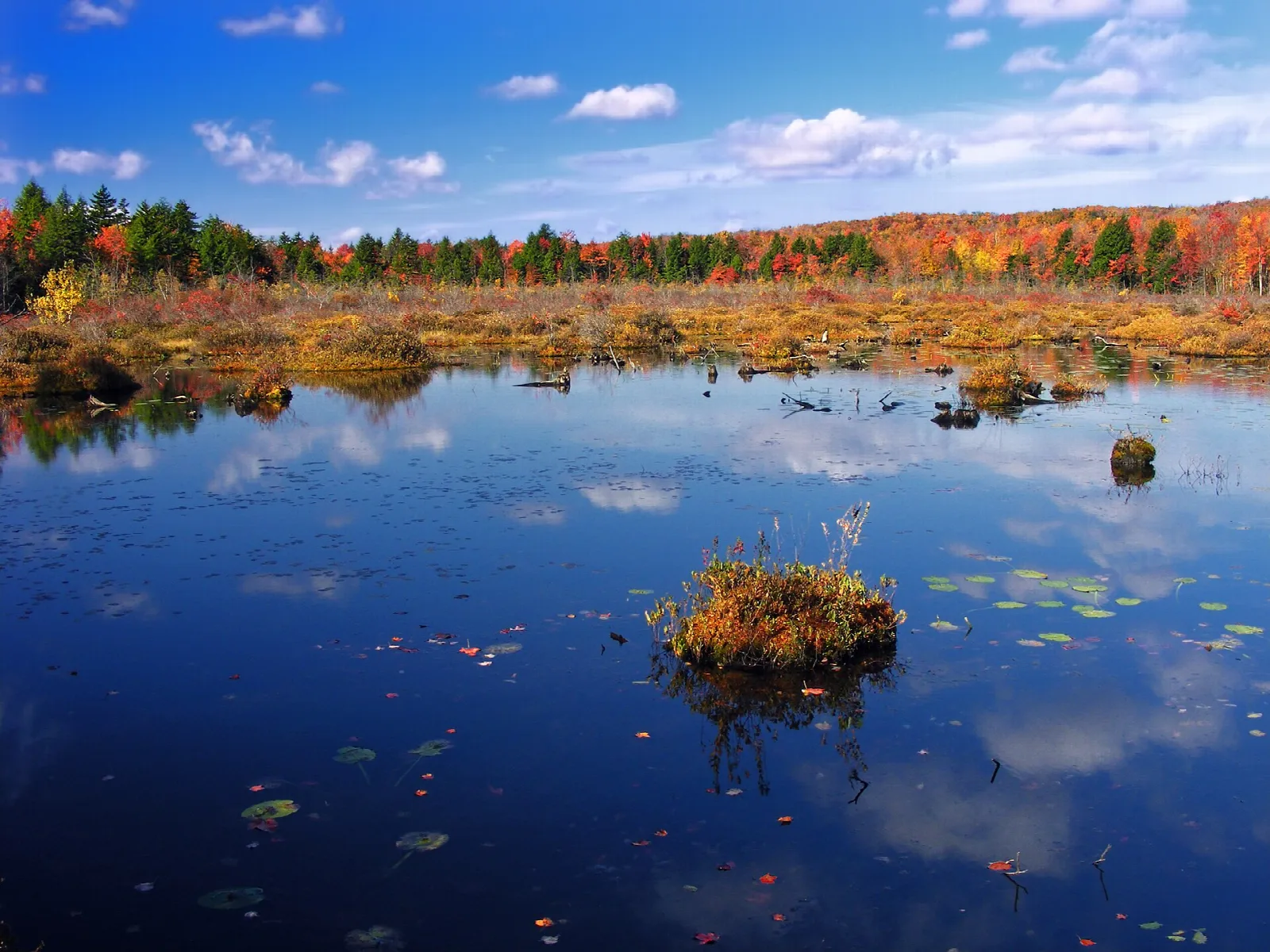 Still wetland pond with orange grass and fall trees reflected in the water