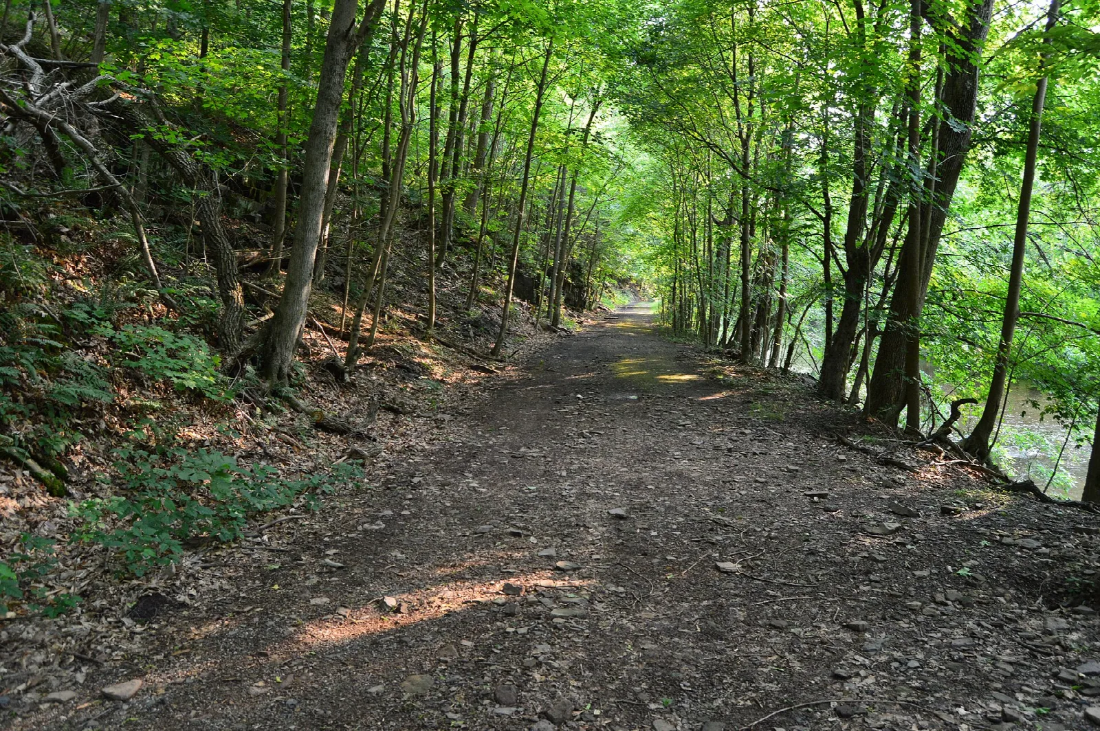 Wide dirt trail through green leafy woods