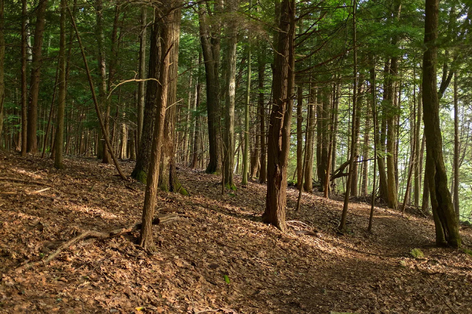 Tall trees with a leaf-covered slope on a forest trail