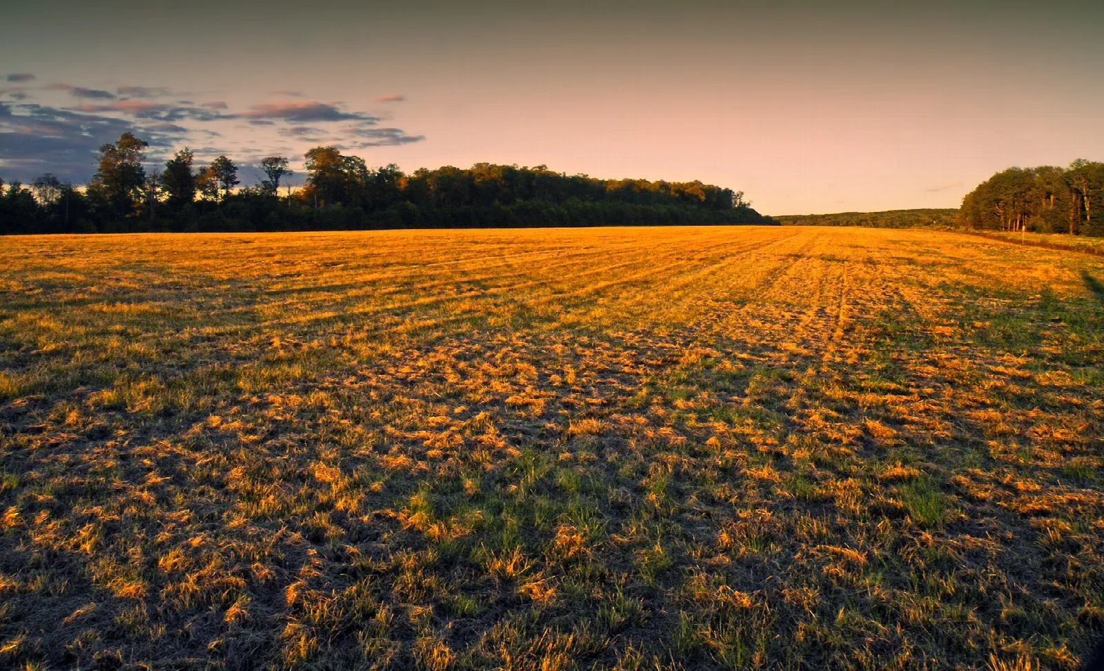 Wide grassy field at dusk with a tree line on the horizon