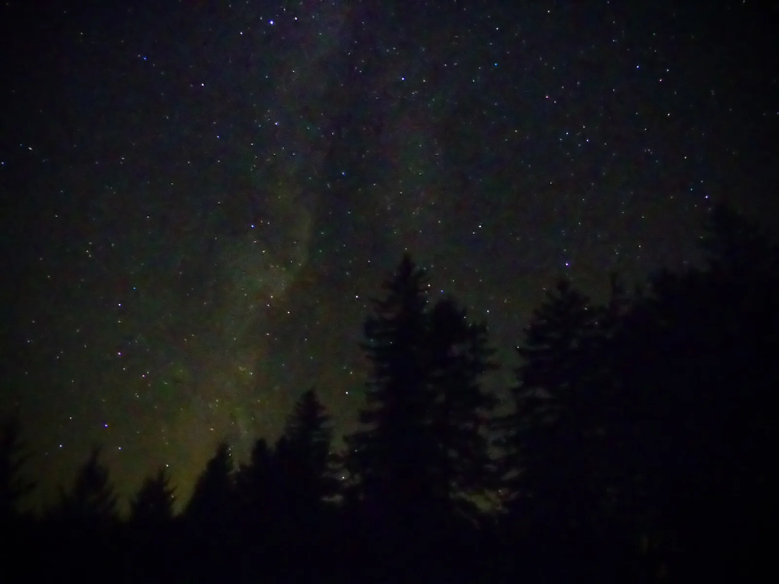 Starry night sky and Milky Way above a dark line of evergreens