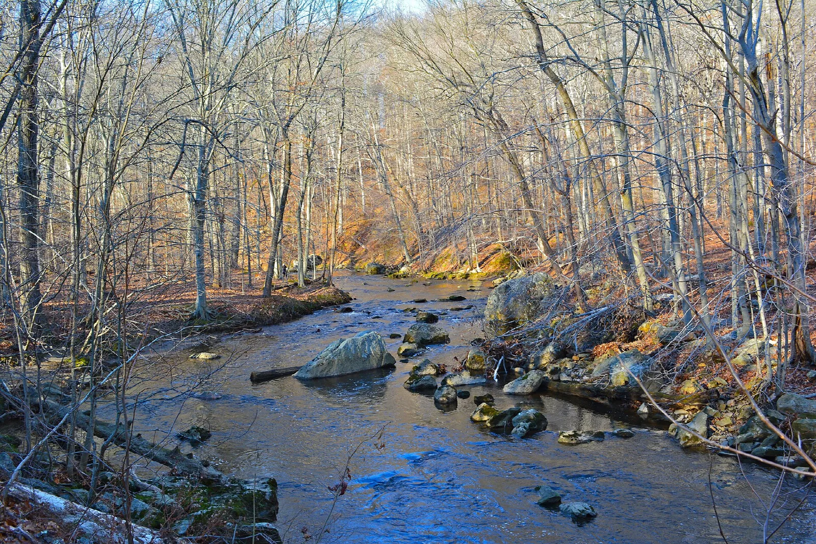 Rocky creek in bare fall woods lit by low sun