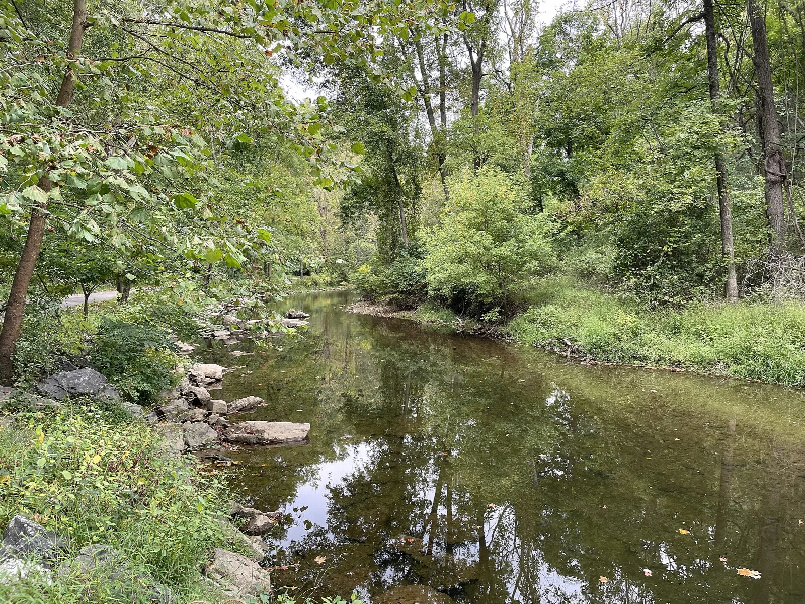 Calm creek bending through green woods with rocks on the bank