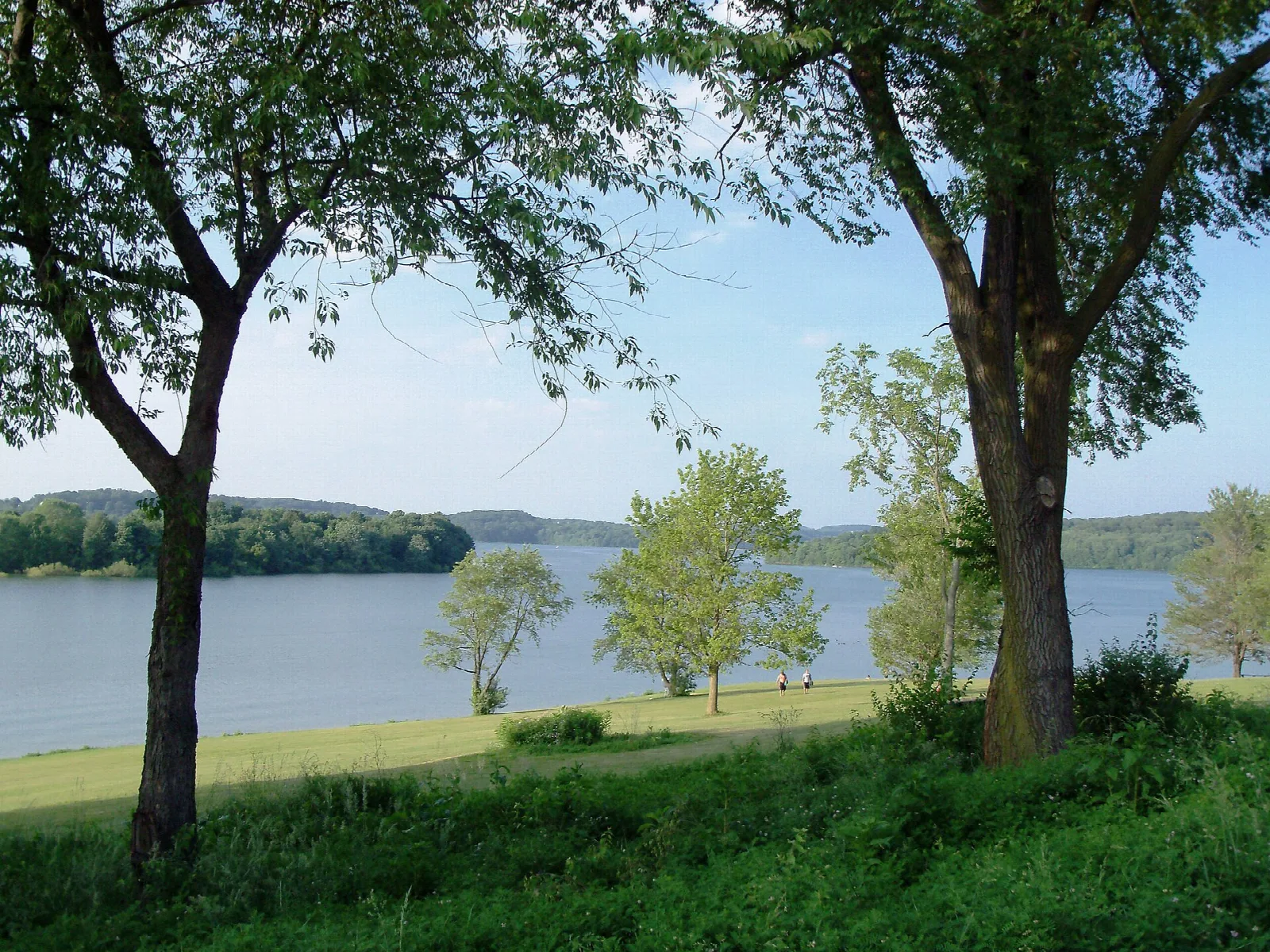 Two leafy trees on a grassy bank above a lake