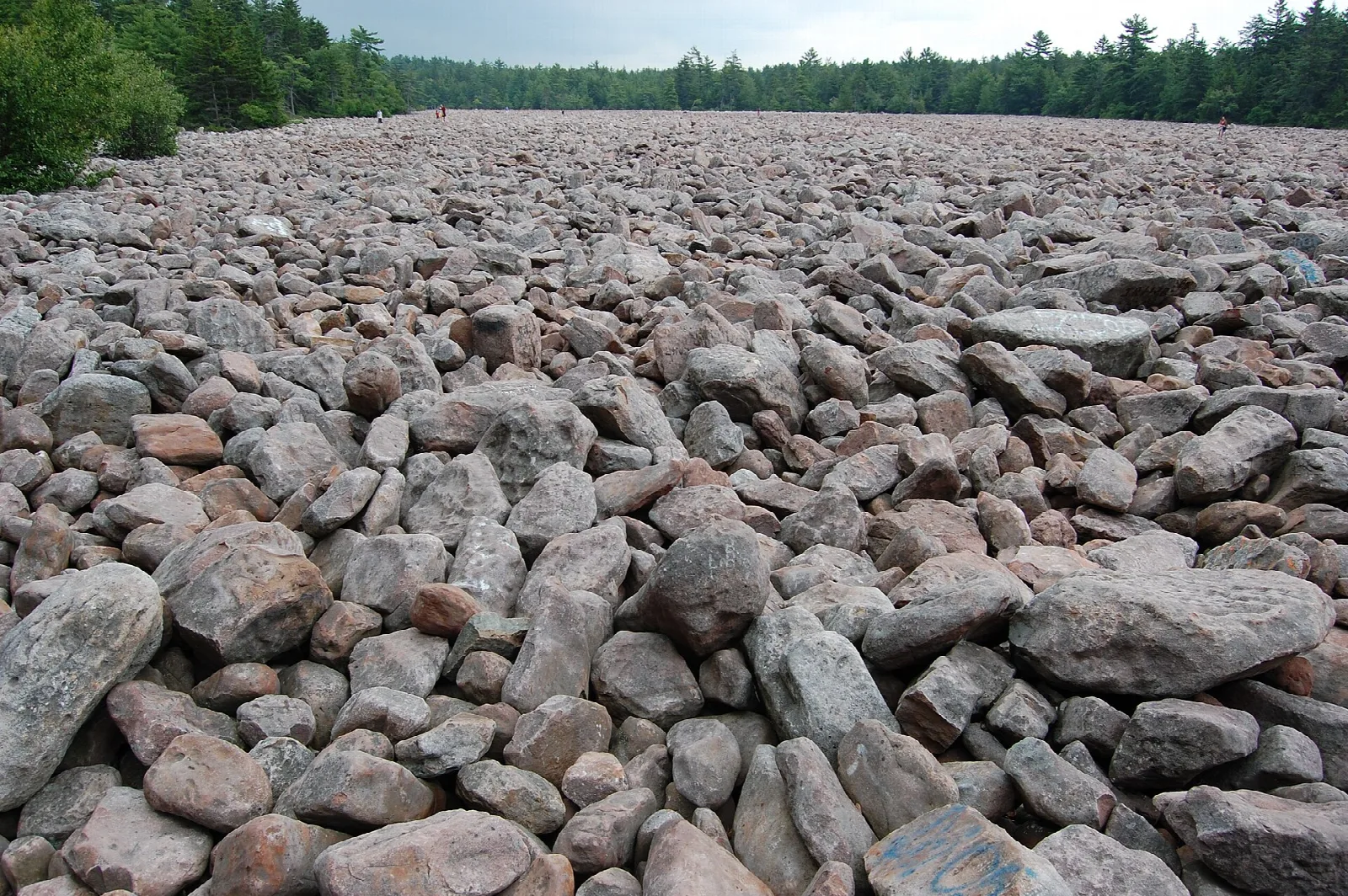Wide field of gray boulders edged by evergreen forest