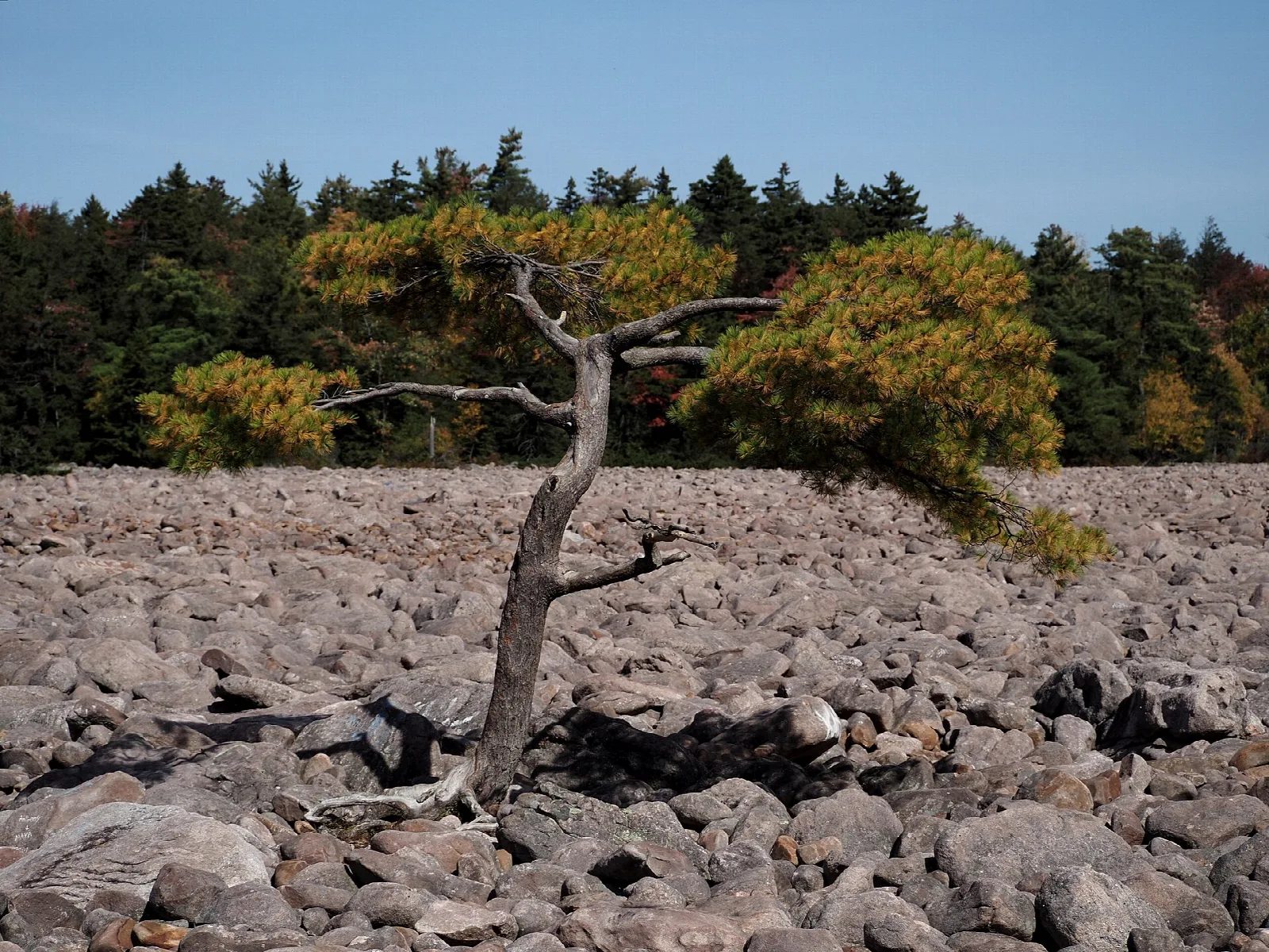 Boulder field with a bent, lone tree under a blue sky