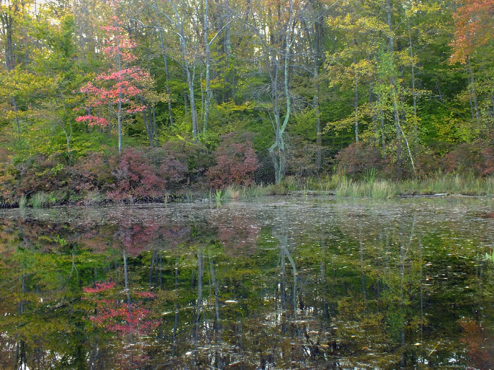 Fall trees reflected in a still lake with reeds at the edge