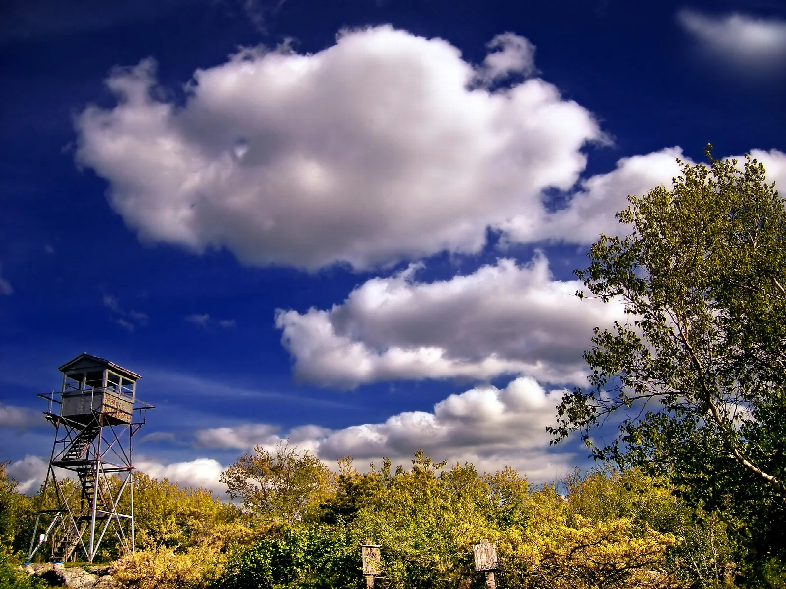Wooden fire tower above yellow-green trees under billowing clouds