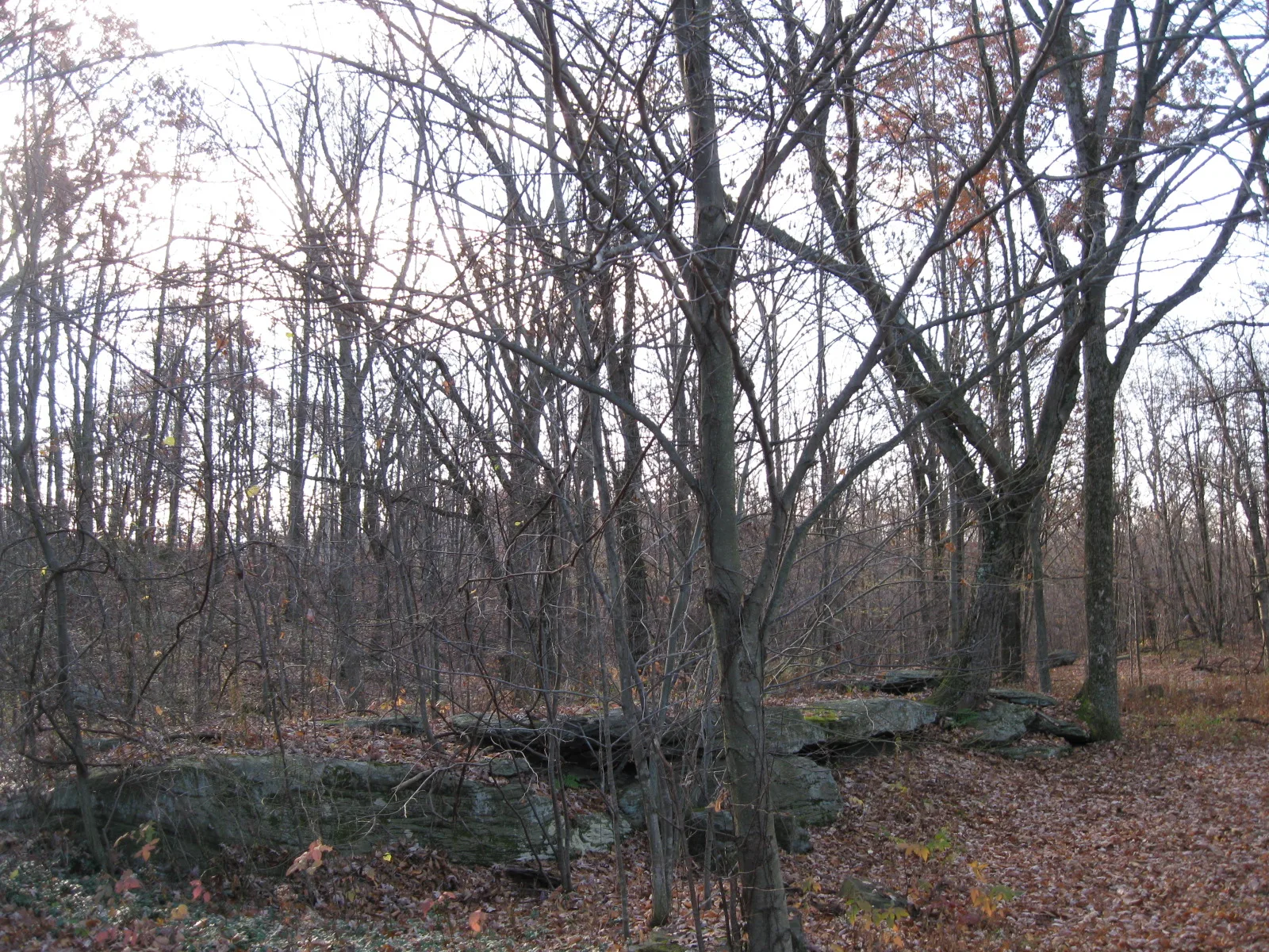 Bare woods with rock outcrops and leaf litter