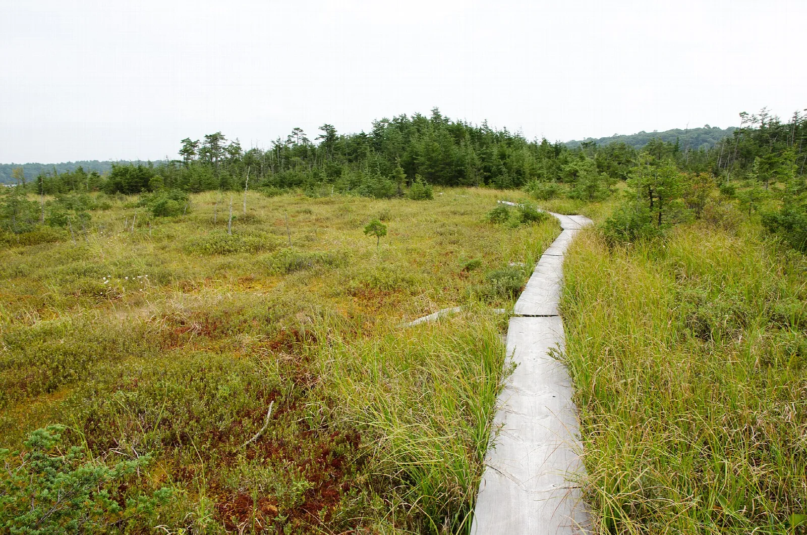 A narrow boardwalk crossing a grassy open bog under a pale sky