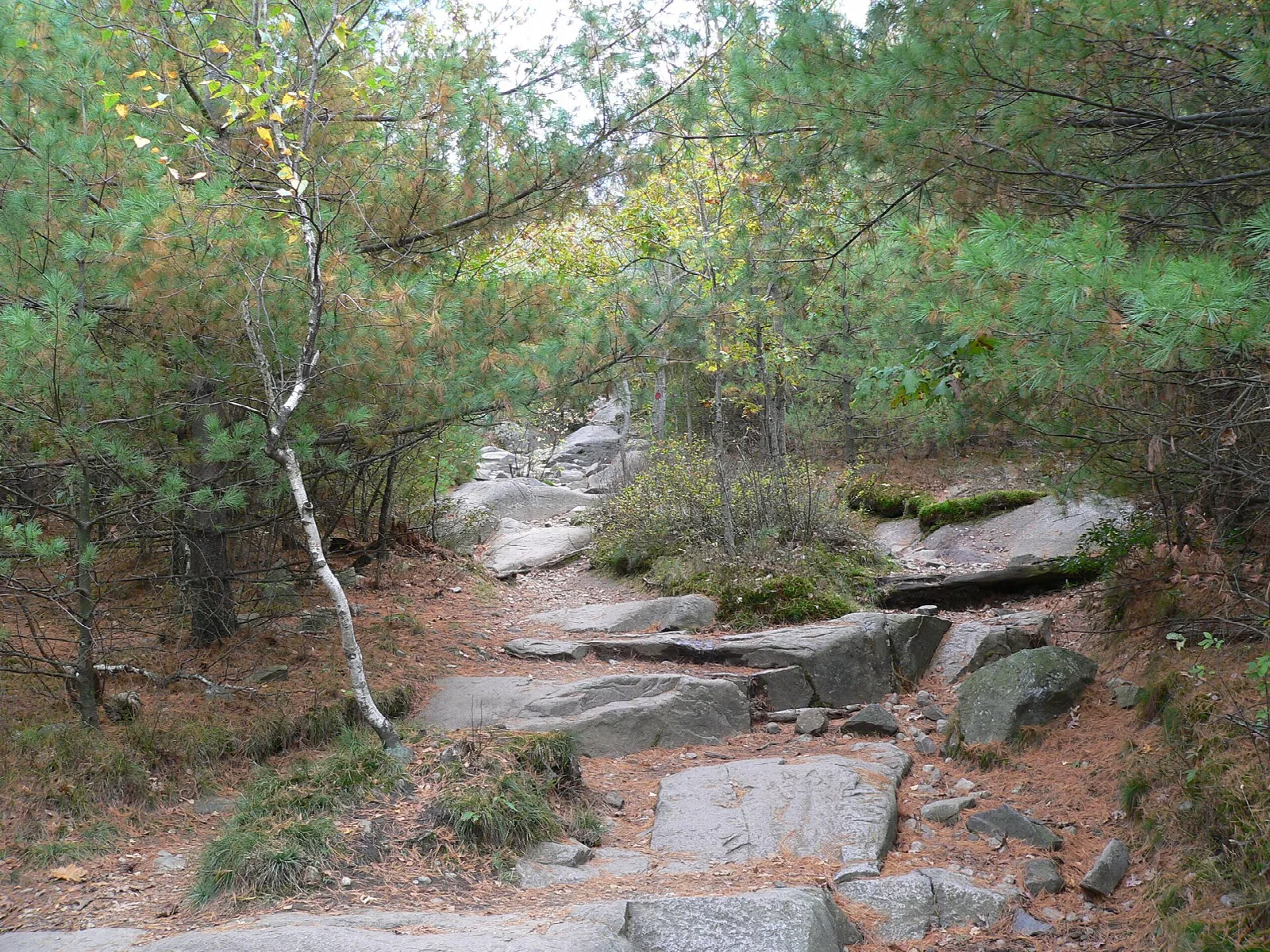 A stone-stepped trail winding up through pines and rock