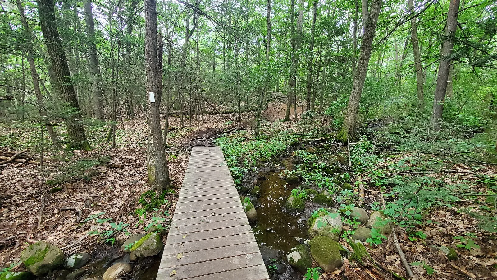 A boardwalk plank crossing a wet spot in a green forest