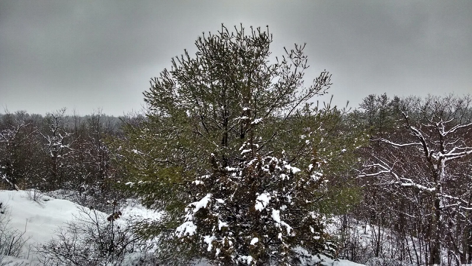 A snow-dusted tree on a rise under a gray winter sky