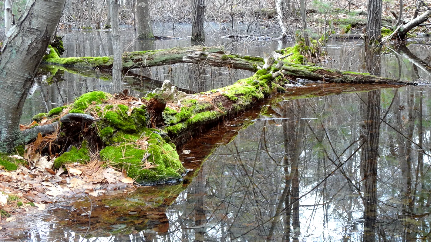 Still water with a moss-covered fallen log reaching across it, reflected in the pond