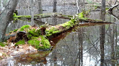 Stony Brook Reservation