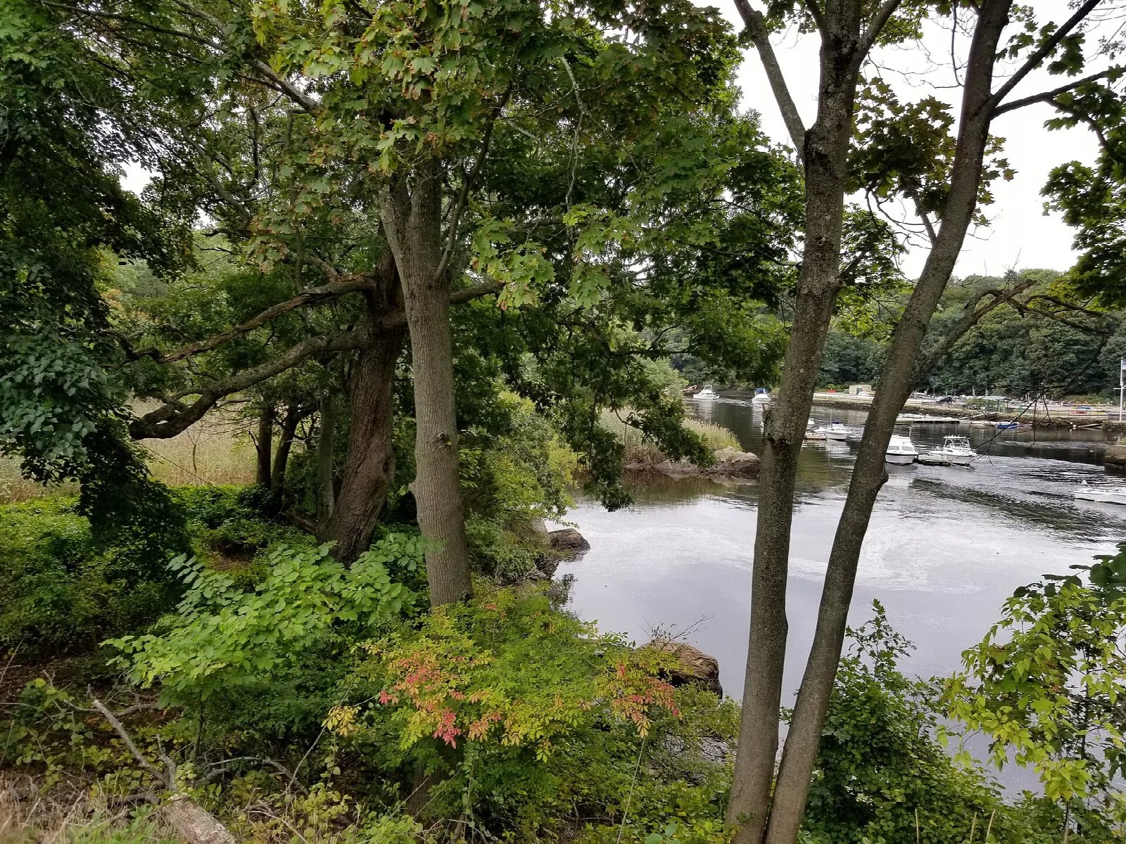 Leafy trees and bushes along a river with a boat and bridge in the distance