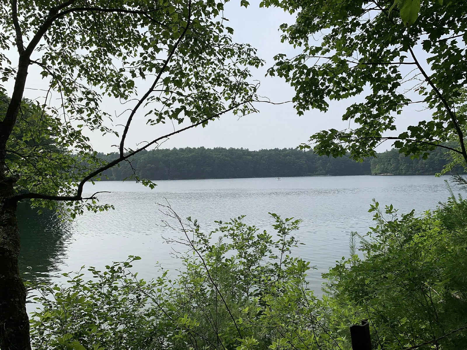 A calm lake seen through green leaves, with forested shore beyond