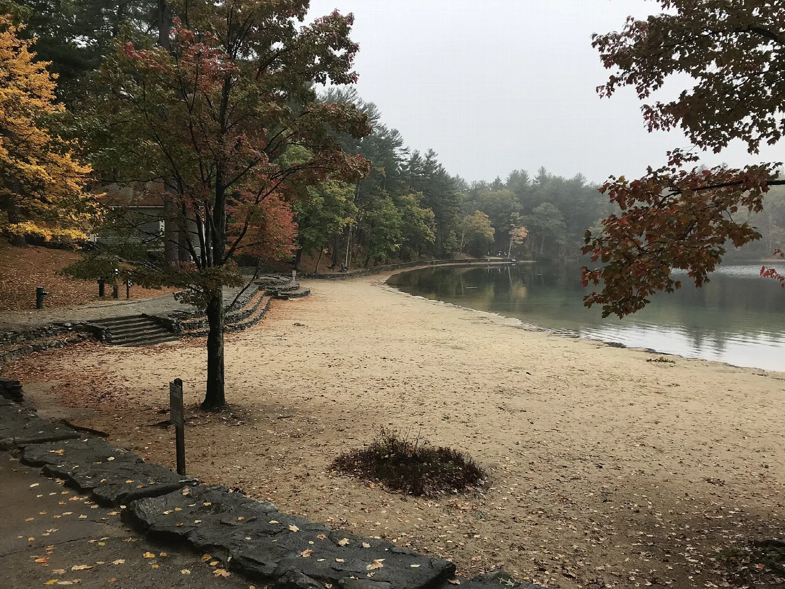 A sandy beach in autumn with a tree and still water