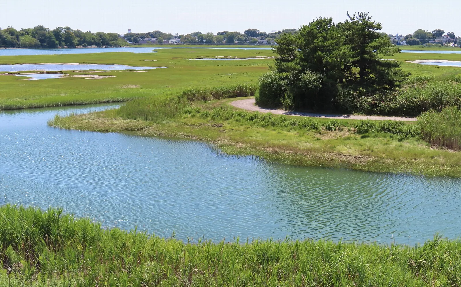 A tidal channel curving through marsh grass with a clump of trees