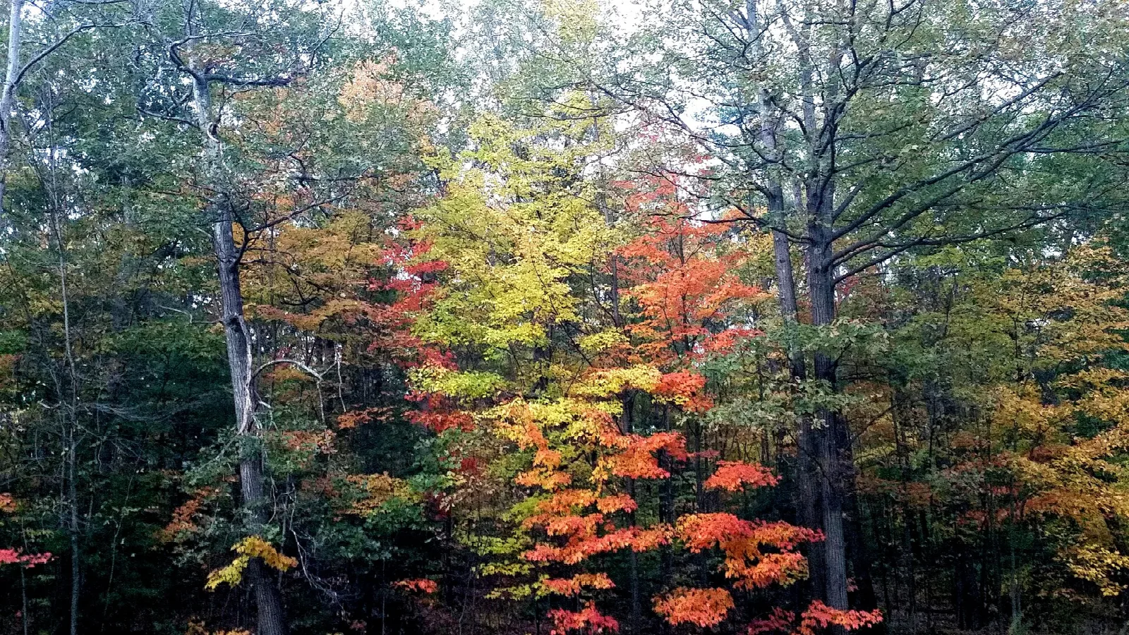 Red, orange and yellow fall leaves on trees in the woods