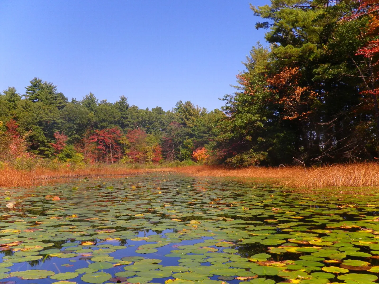 Lily pads covering a pond, with autumn trees along the far shore