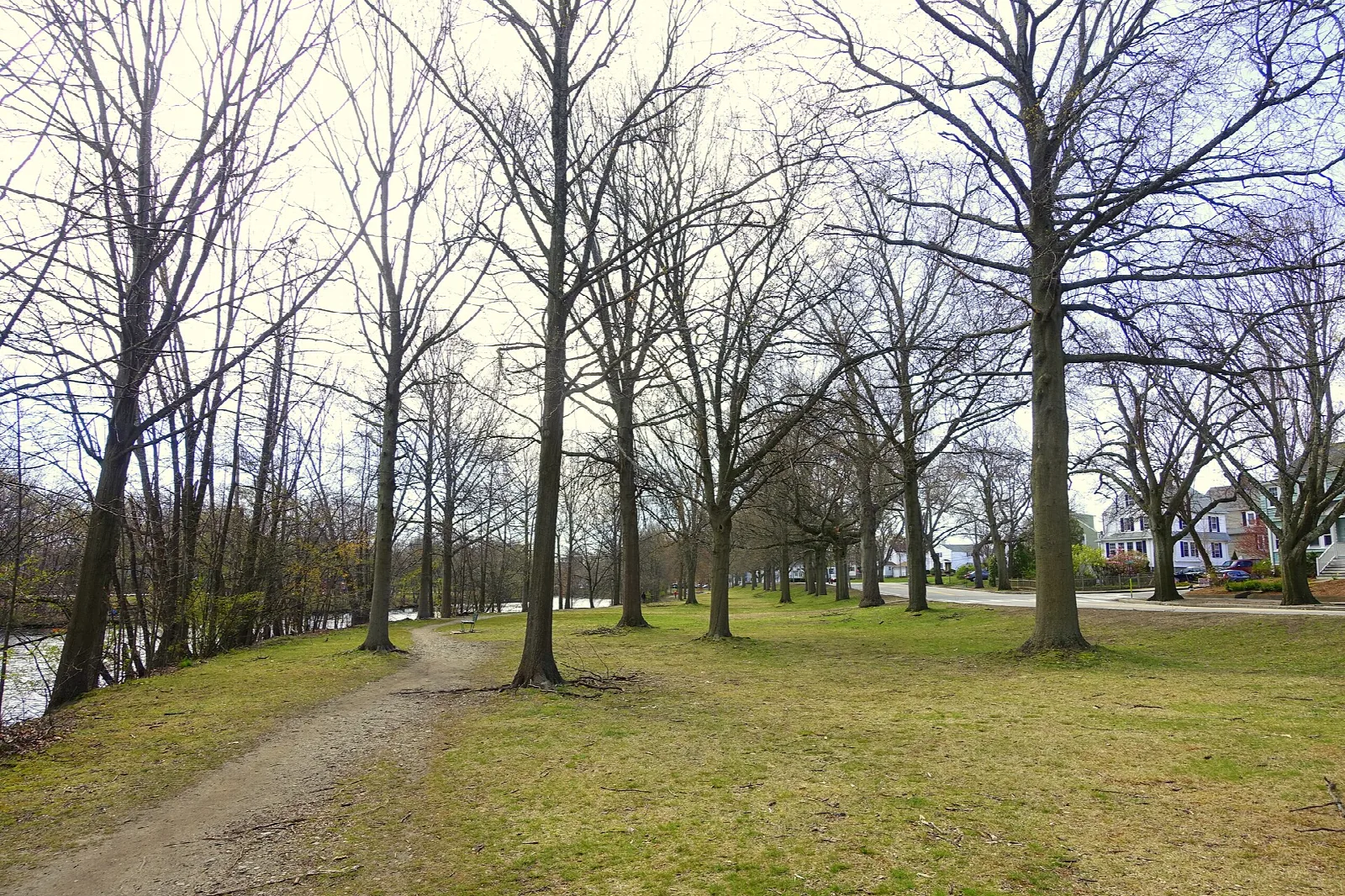 A dirt path beside a river under tall bare trees on a grassy bank
