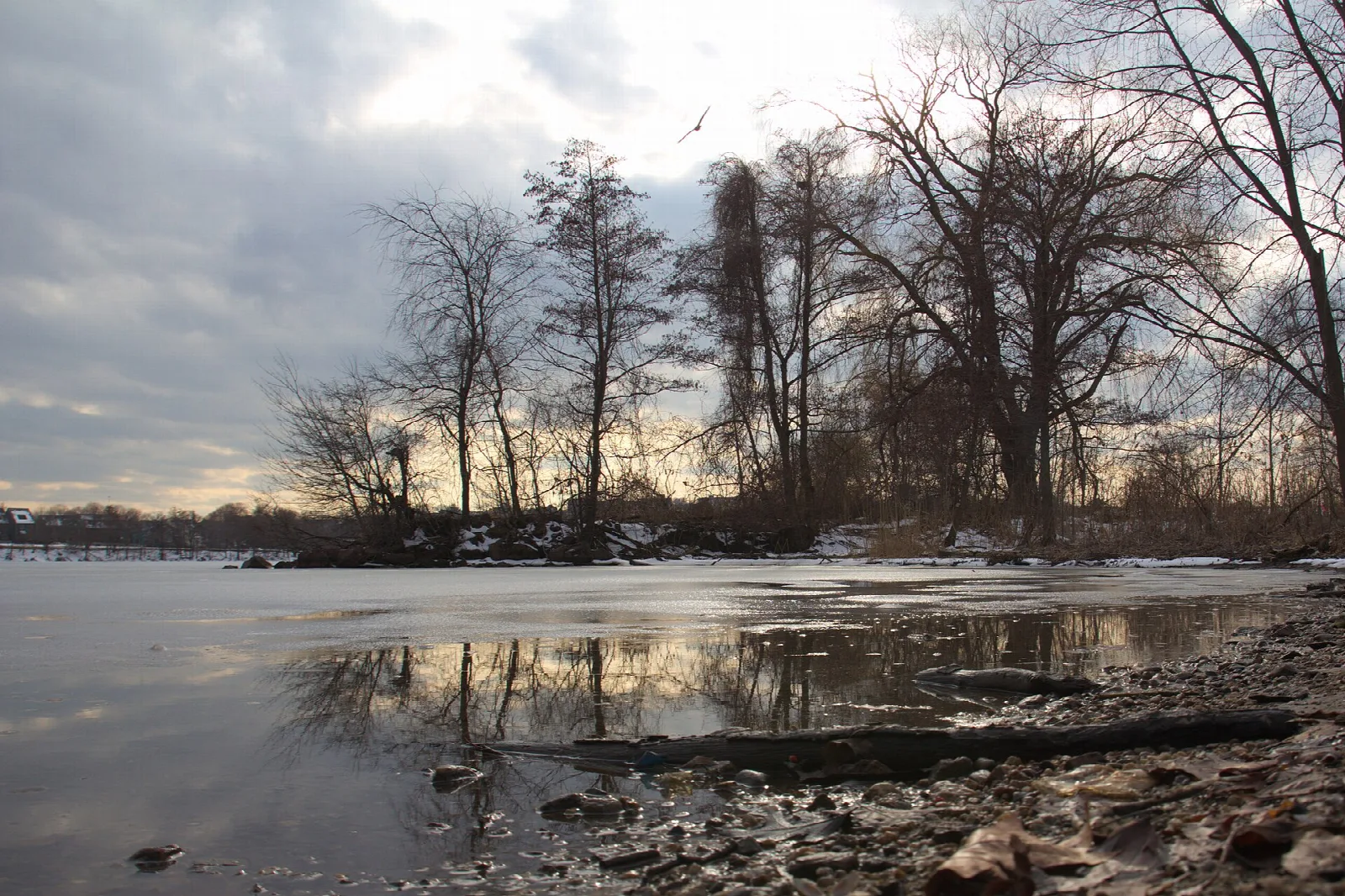 Ice and open water along the shore under bare trees and a cloudy sky