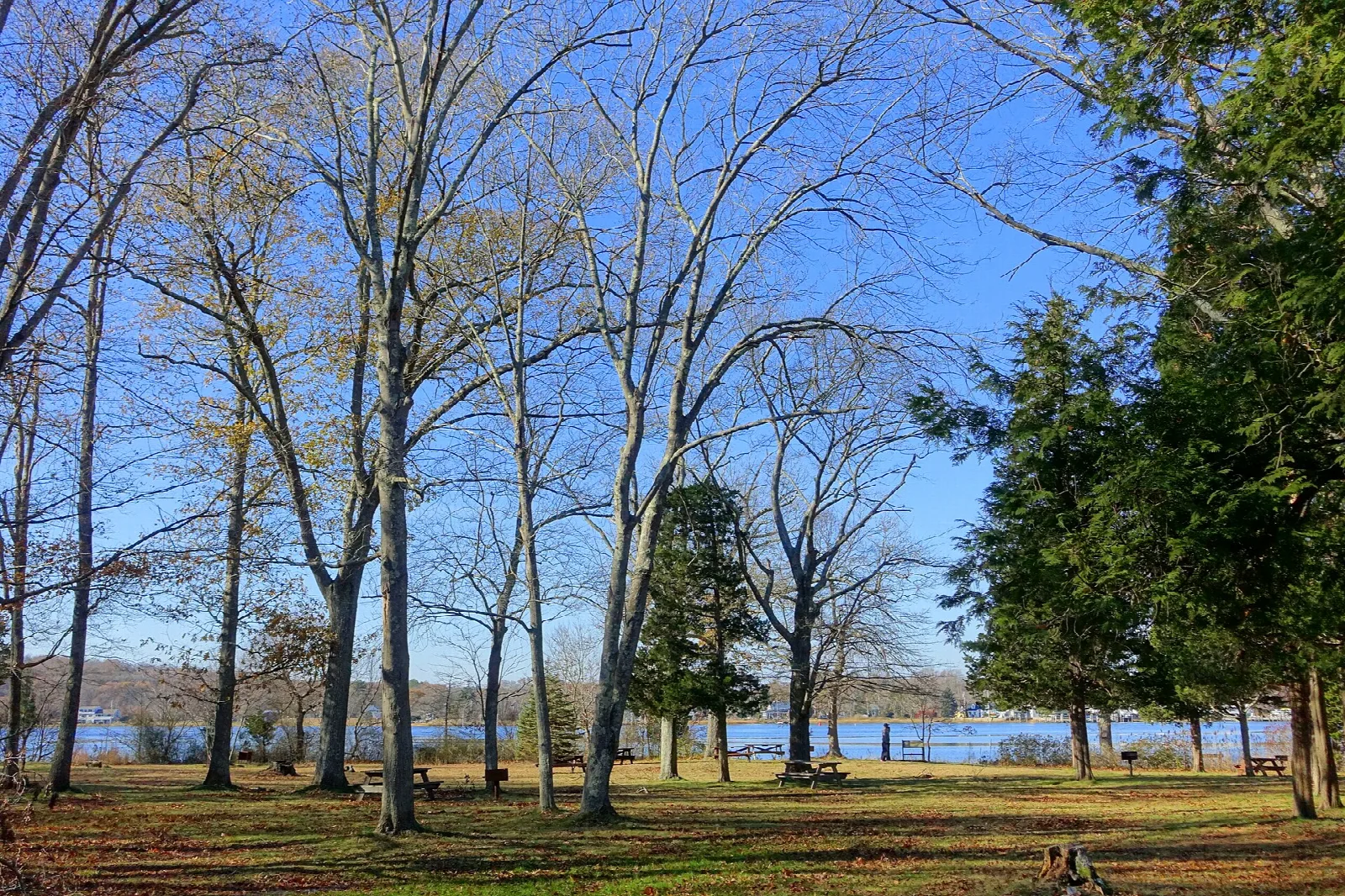 Tall trees along a grassy bank with water behind