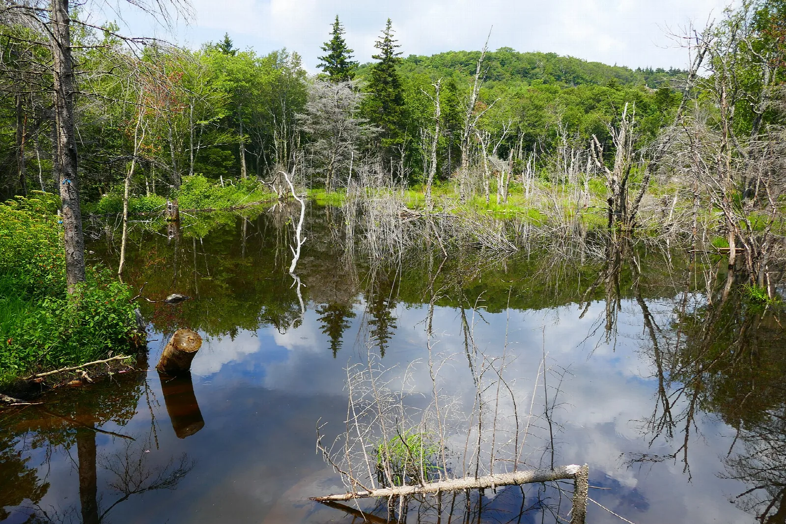 Still water reflecting trees and sky in a beaver pond with dead trunks