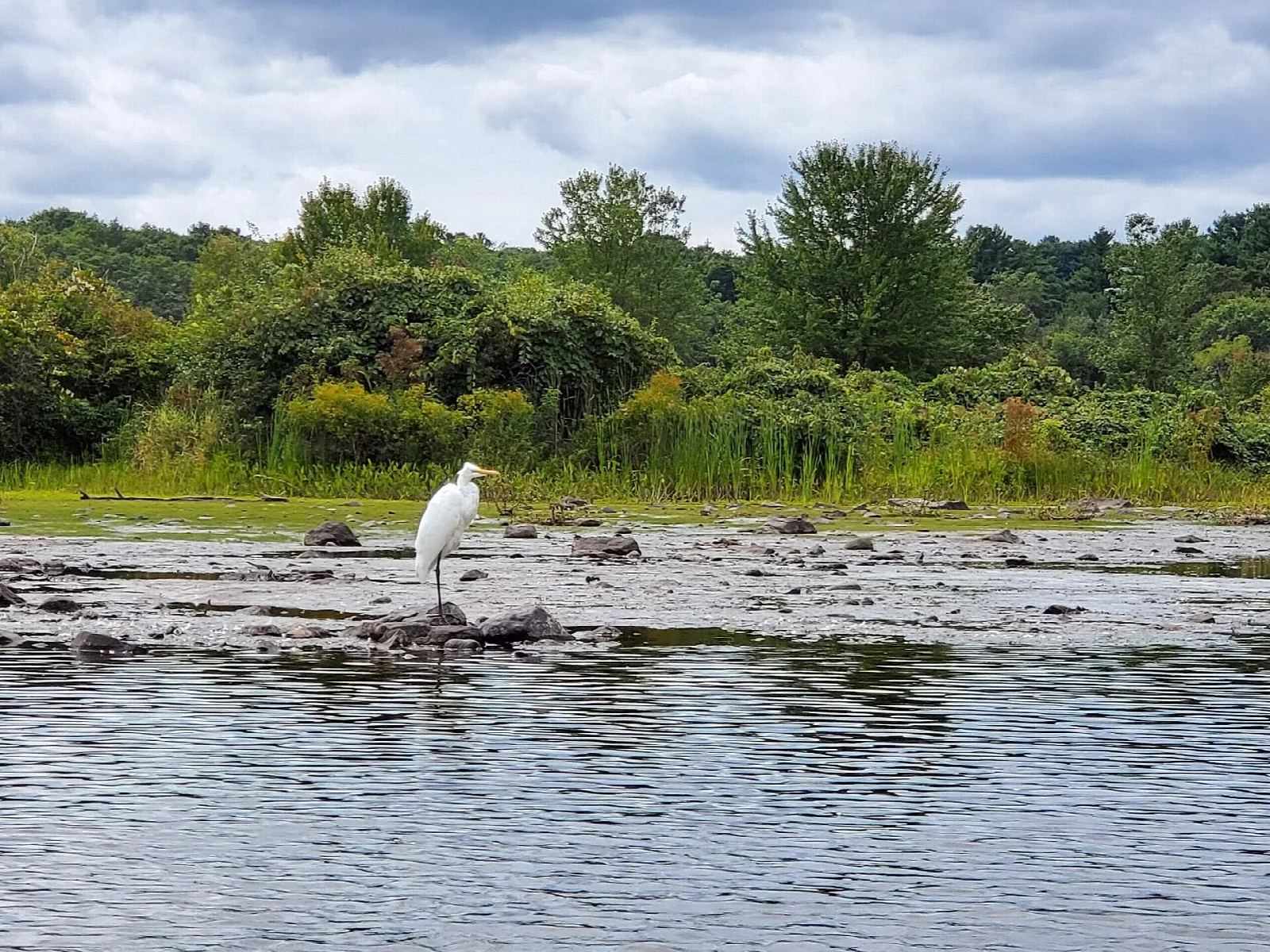 A white egret standing on rocks in shallow water with green marsh behind
