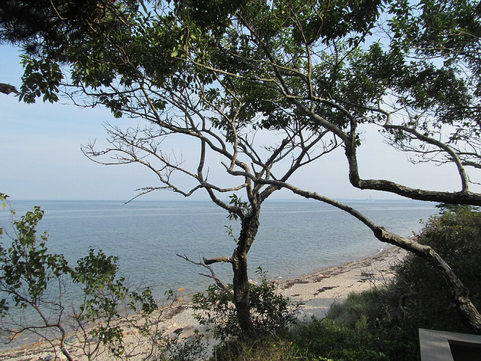 A beach seen through a twisting tree under blue sky