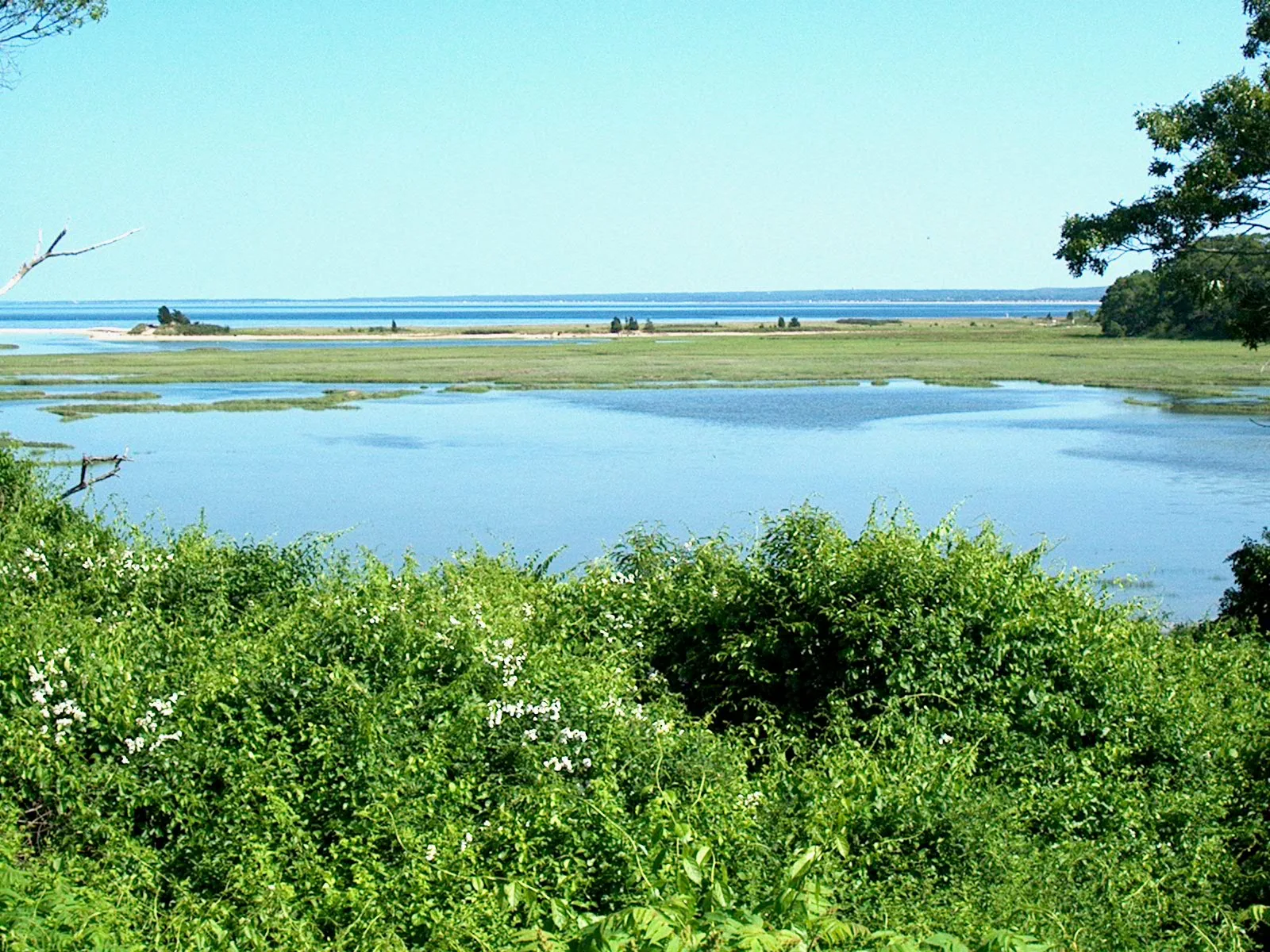 A pond and marsh with green bushes in front and a low horizon of the bay