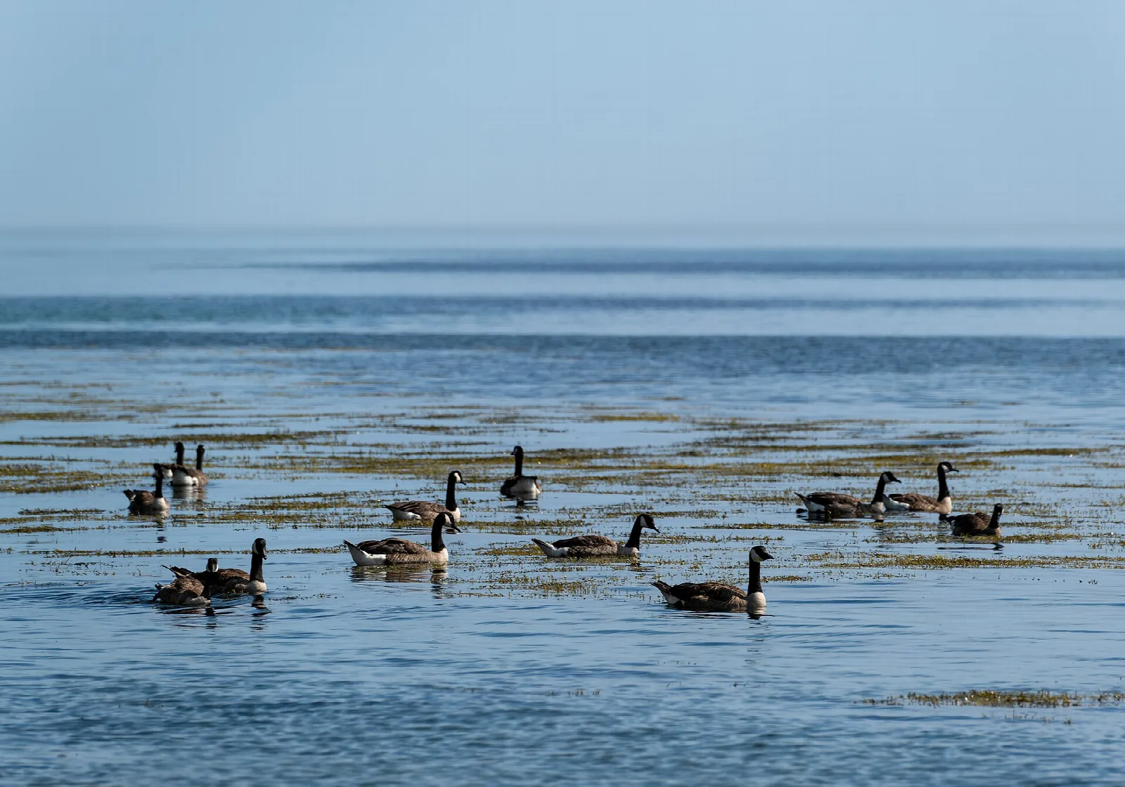 A flock of geese on calm blue water