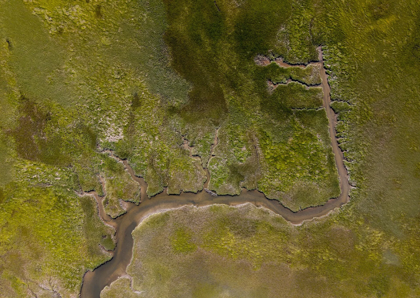 Aerial view of green marsh cut by a winding channel