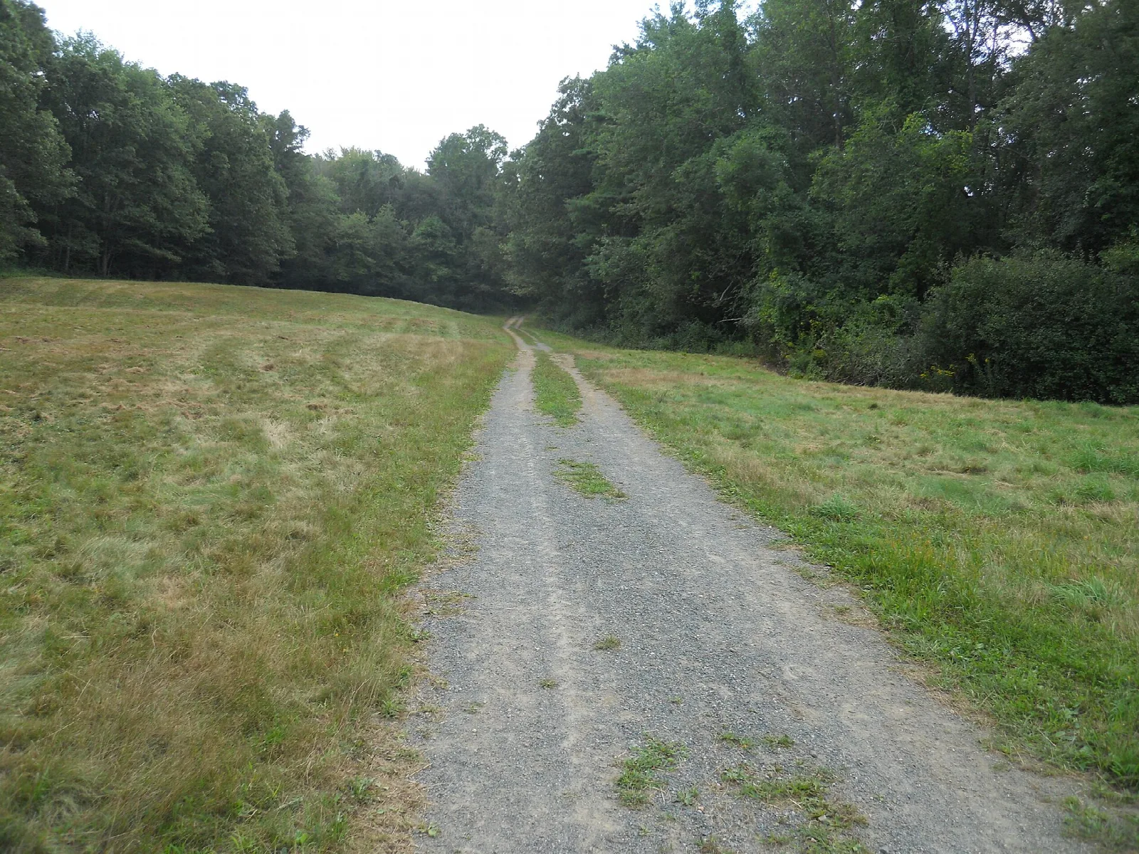 A gravel path through a mown meadow toward trees