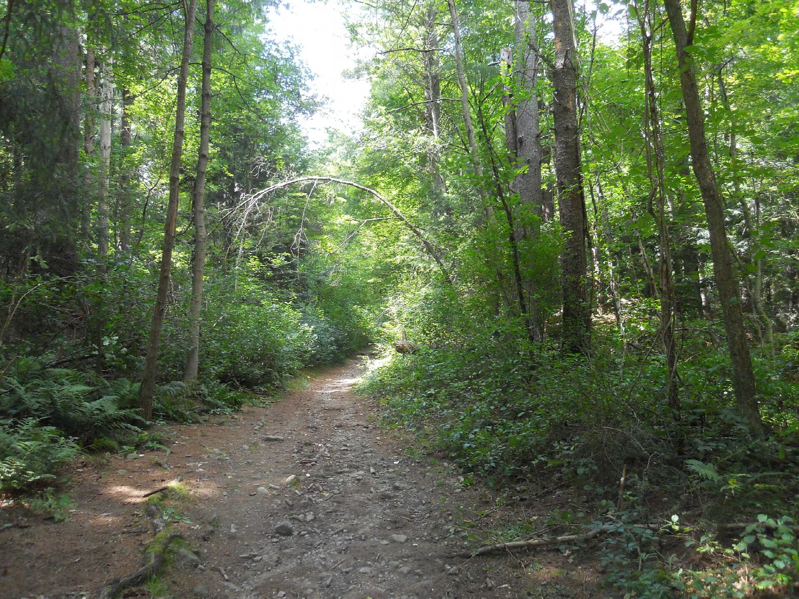 A dirt path through green woods