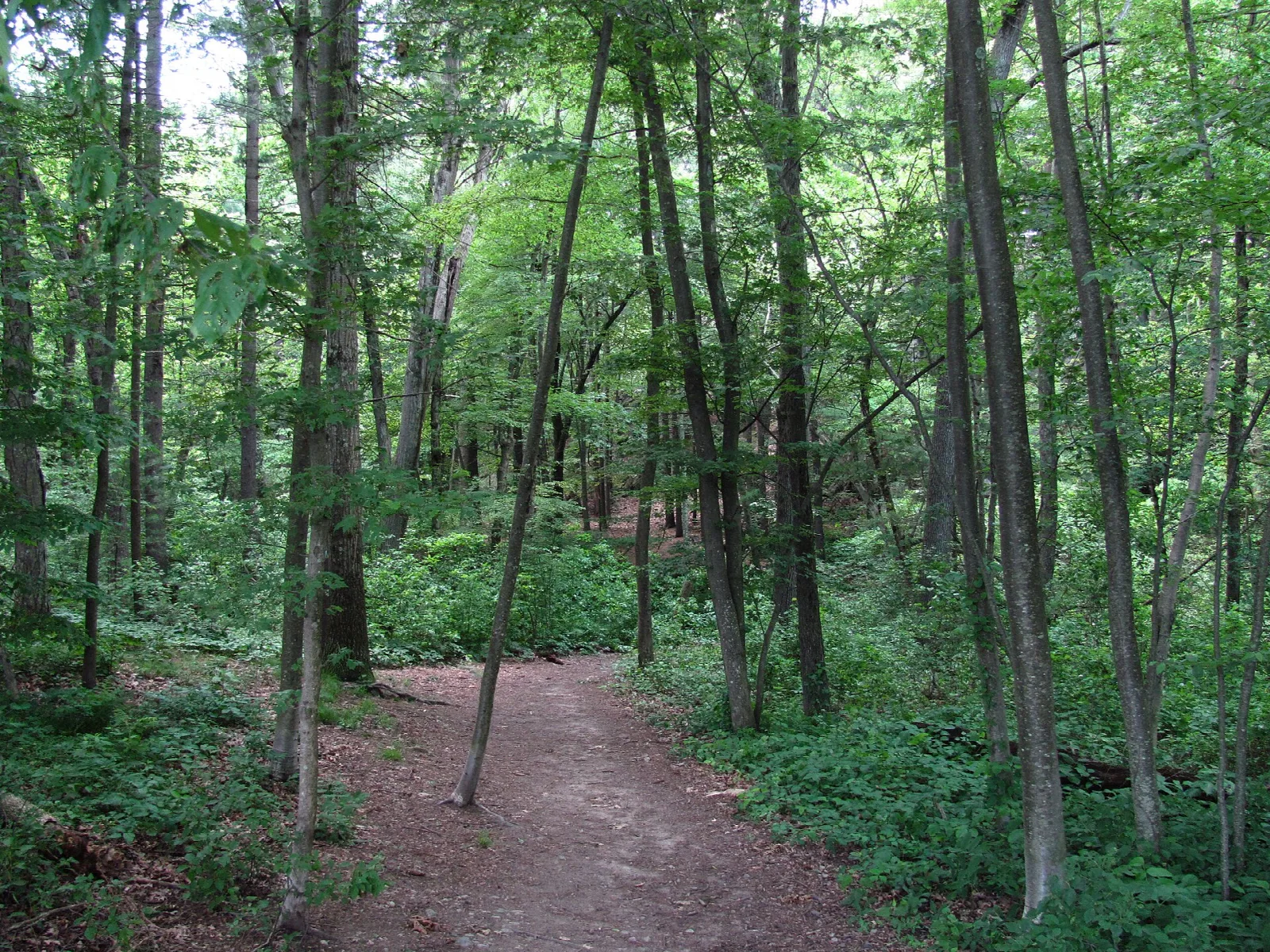 A dirt trail running through green hardwood forest