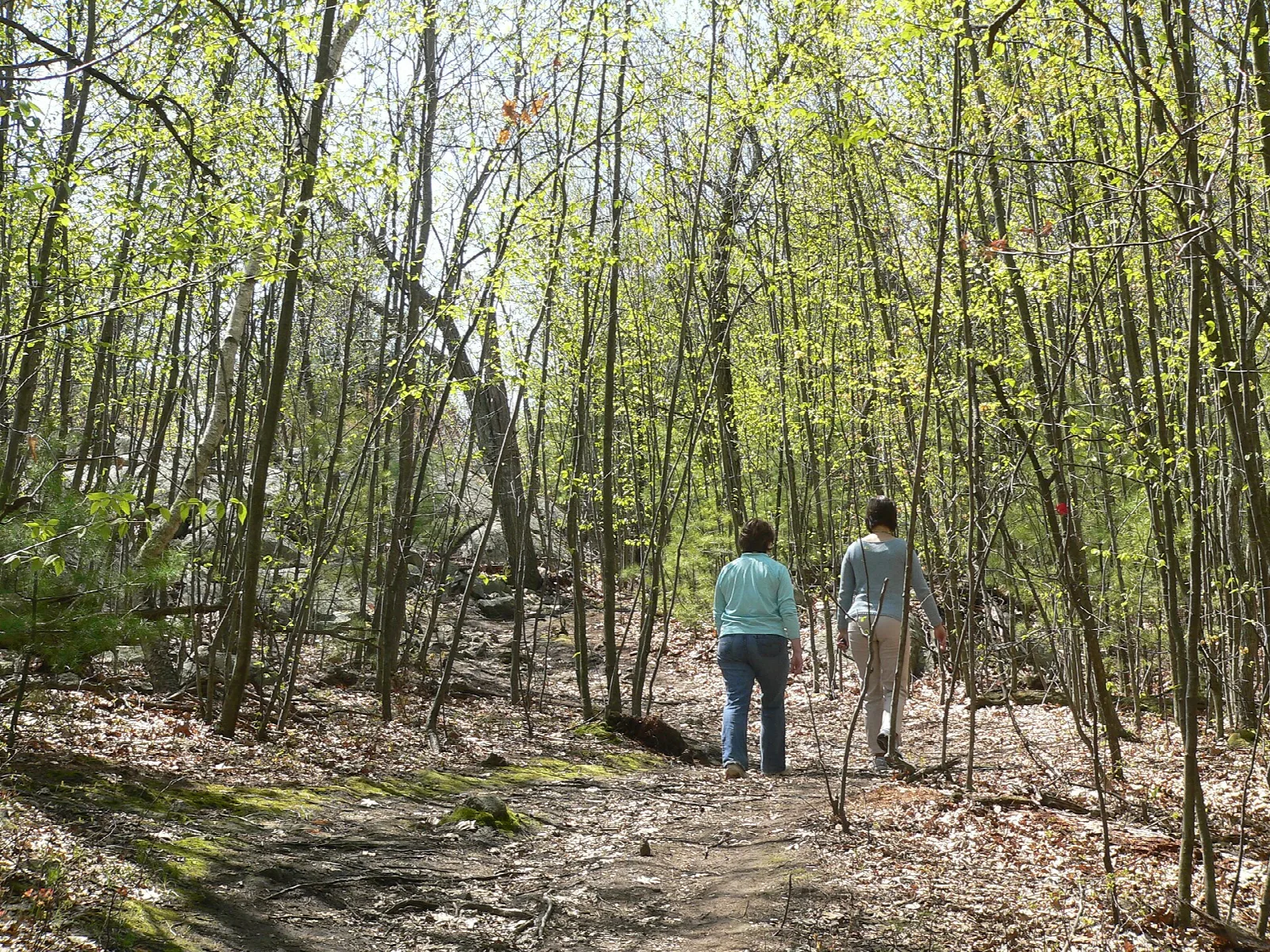 Two hikers walking away along a trail in spring woods
