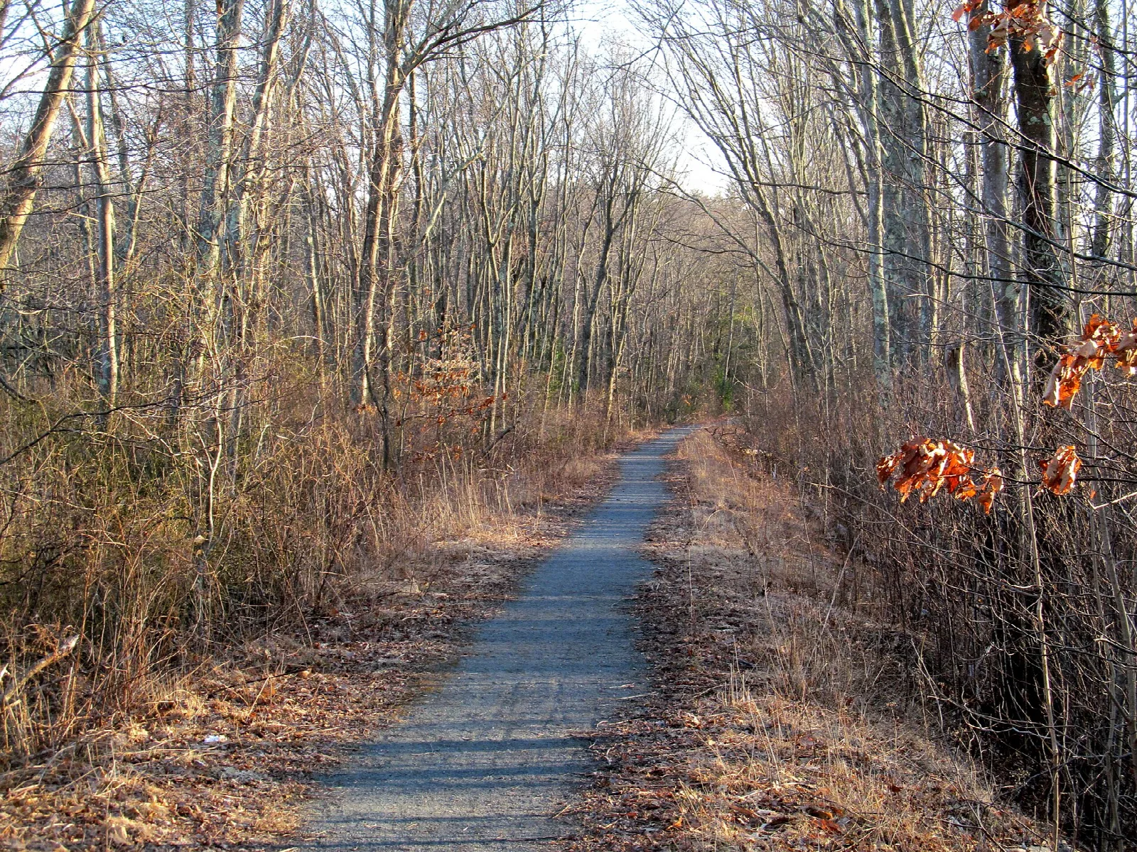 A gravel path running between bare shrubs and trees