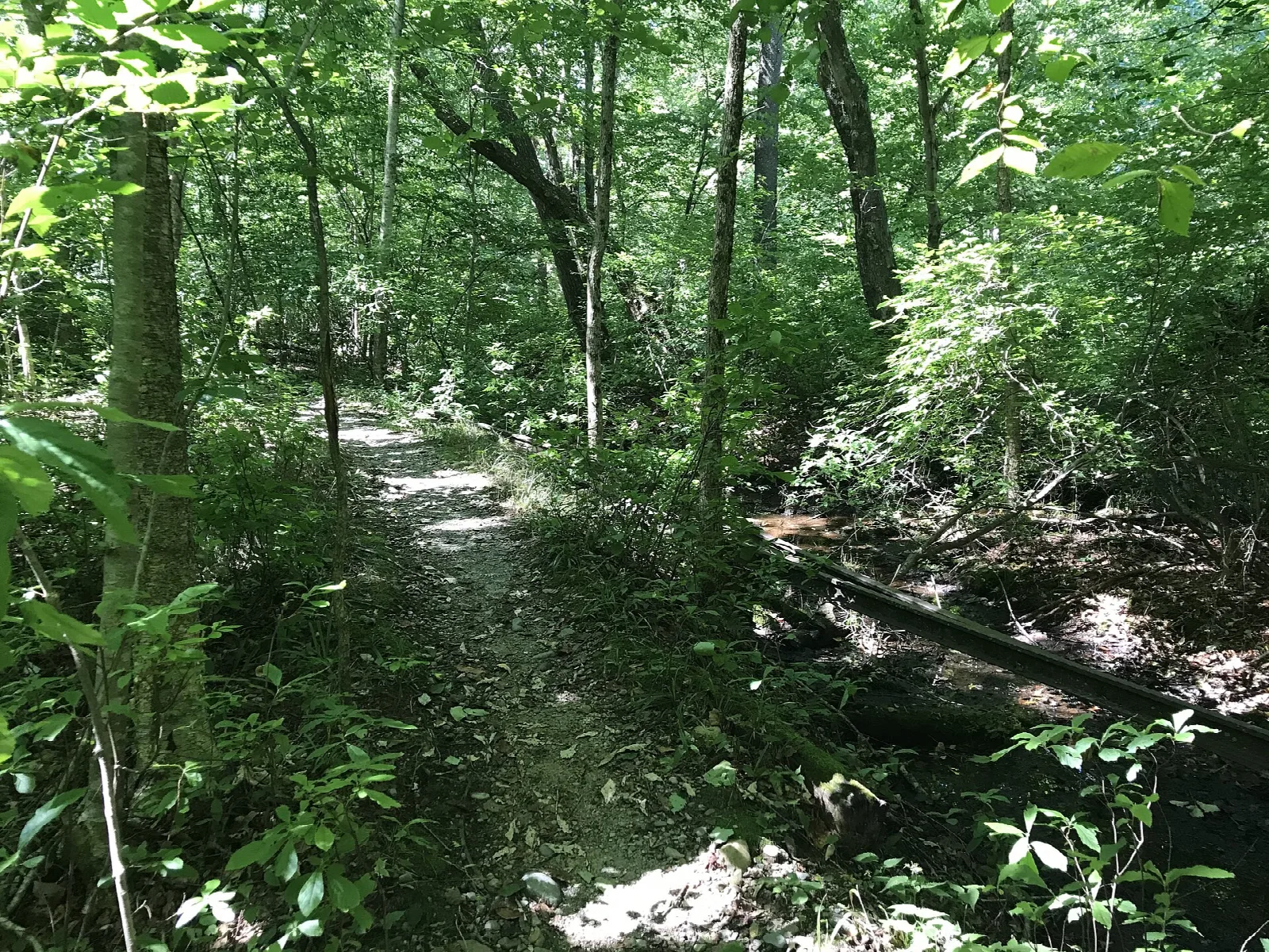 A narrow dirt path through green woods