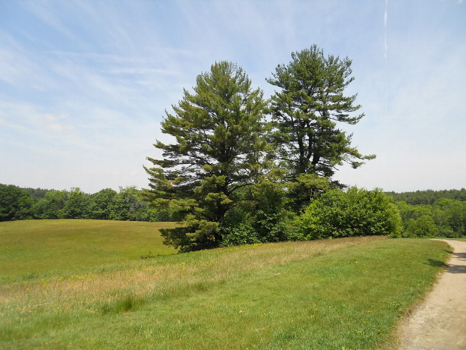 Tall pines standing in a mown meadow beside a dirt path