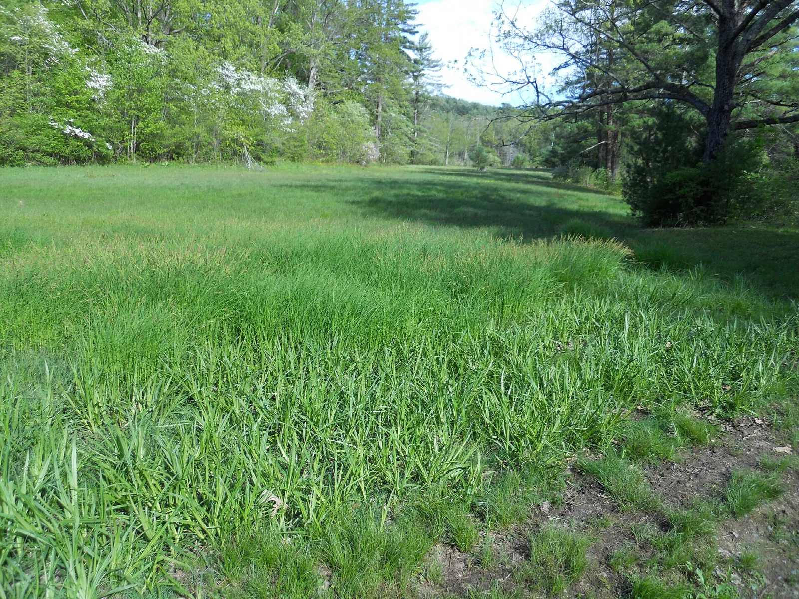 A green meadow with trees along its edge